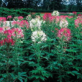 Queen Mix Spider Flower Seeds