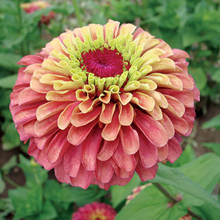 Queen Red Lime Zinnia Seeds (P) Pkt of 25 seeds