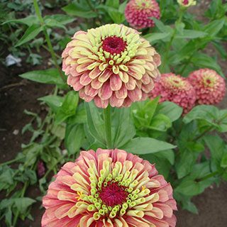Queen Red Lime Zinnia Seeds (P) Pkt of 25 seeds