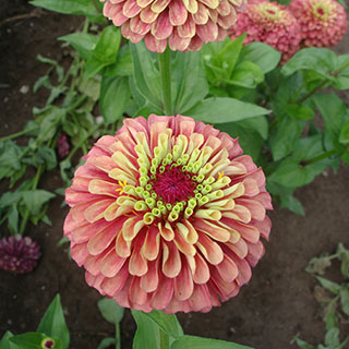 Queen Red Lime Zinnia Seeds (P) Pkt of 25 seeds