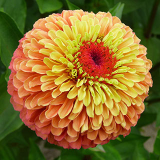 Queeny Lime Orange Zinnia Seeds