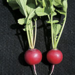 Radish Snappy Hybrid 1