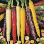 Rainbow Blend Carrot Seeds 1