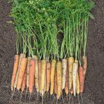 Rainbow Hybrid Carrot Seeds 1