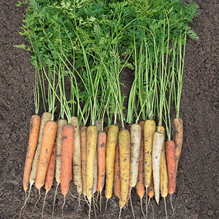 Rainbow Hybrid Carrot Seeds