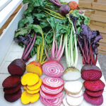 Rainbow Mix Beet Seed Tape 1