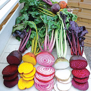 Rainbow Mix Beet Seed Tape