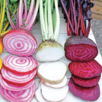 Rainbow Mix Beet Seeds 1