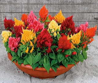 Rainbow Sherbert Celosia Seeds