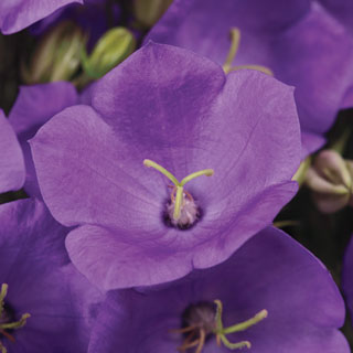 Rapido Blue Campanula Seeds