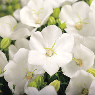 Rapido White Campanula Seeds