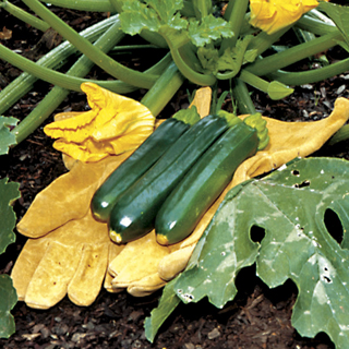 Raven Hybrid Squash Seeds