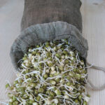 Raw Hemp Sprouting Bag 1