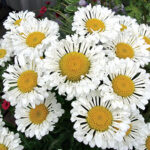 ‘Real Neat’ Shasta Daisy 1