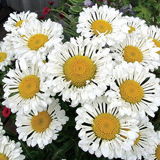 'Real Neat' Shasta Daisy