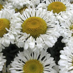 ‘Real Neat’ Shasta Daisy 1