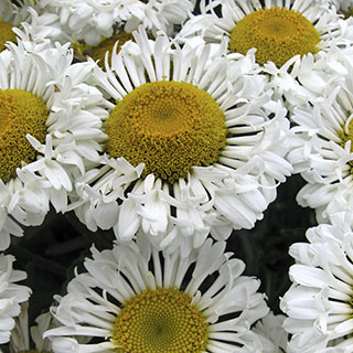 'Real Neat' Shasta Daisy