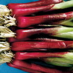 Red Baron Hybrid Onion Seeds 1