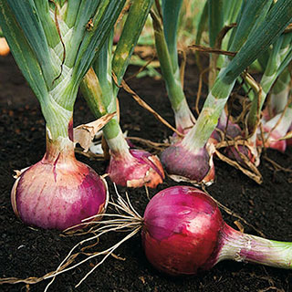 Red Candy Apple Hybrid Onion Plants