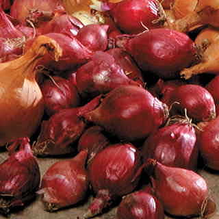 Red Onion Bulbs - Pack of 80