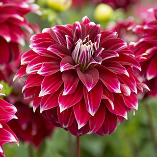 Red Rock Dahlia