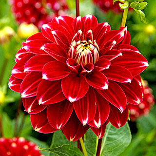 Red Rock Dahlia