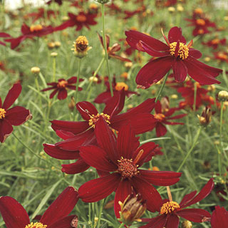 Red Satin Coreopsis