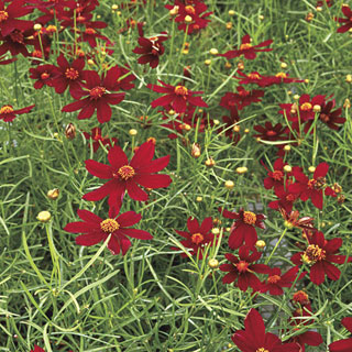 Red Satin Coreopsis