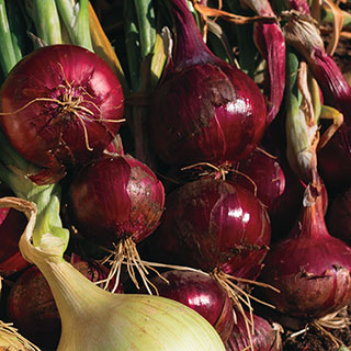 Red Wing Hybrid Onion Plants