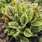 Red-veined20Sorrel20Seeds.jpg