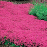 Red20Creeping20Thyme20-20Pack20of206.jpg