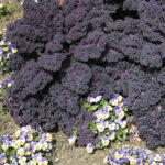 Redbor Hybrid Kale Seeds 1