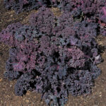 Redbor Hybrid Kale Seeds 1