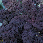 Redbor Hybrid Kale Seeds 1