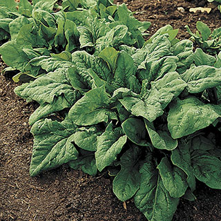 Renegade Hybrid Spinach Seeds