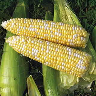 Revelation Hybrid Corn Seeds