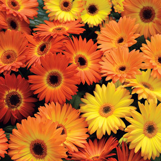 Revolution Yellow-Orange Gerbera Daisy Seeds