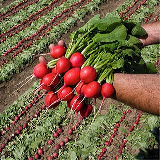 Rivoli Hybrid Radish Seeds