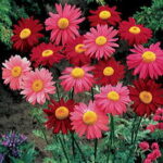 Robinson’s Mix Pyrethrum Daisy Seeds 1