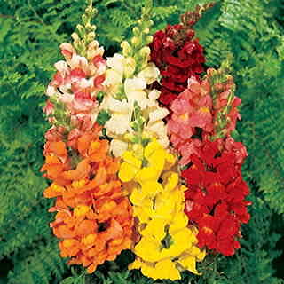 Rocket Hybrid Mix Snapdragon Seeds