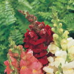 Rocket Red Hybrid Snapdragon Seeds 1