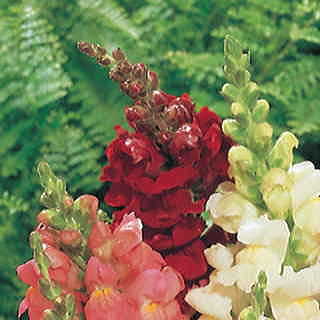 Rocket Red Hybrid Snapdragon Seeds