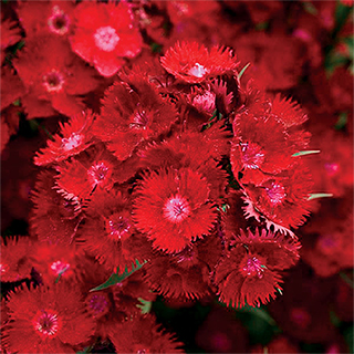 Rockin' Red Dianthus Seeds