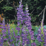 Rocky Mountain Penstemon Seeds 1