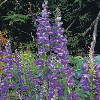 Rocky Mountain Penstemon Seeds