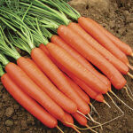 Romance Hybrid Carrot Seed Tape 1