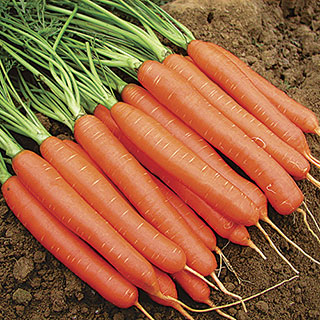 Romance Hybrid Carrot Seed Tape