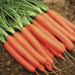 Romance Hybrid Carrot Seeds 1