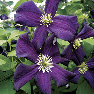 Romantika Clematis