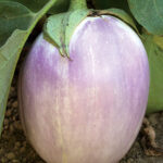 Rosa Bianca Organic Eggplant Seeds 1
